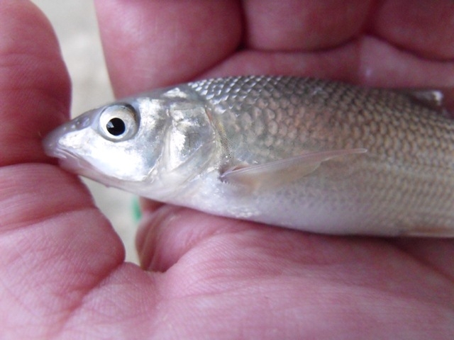 Barbus (Luciobarbus) graellsii